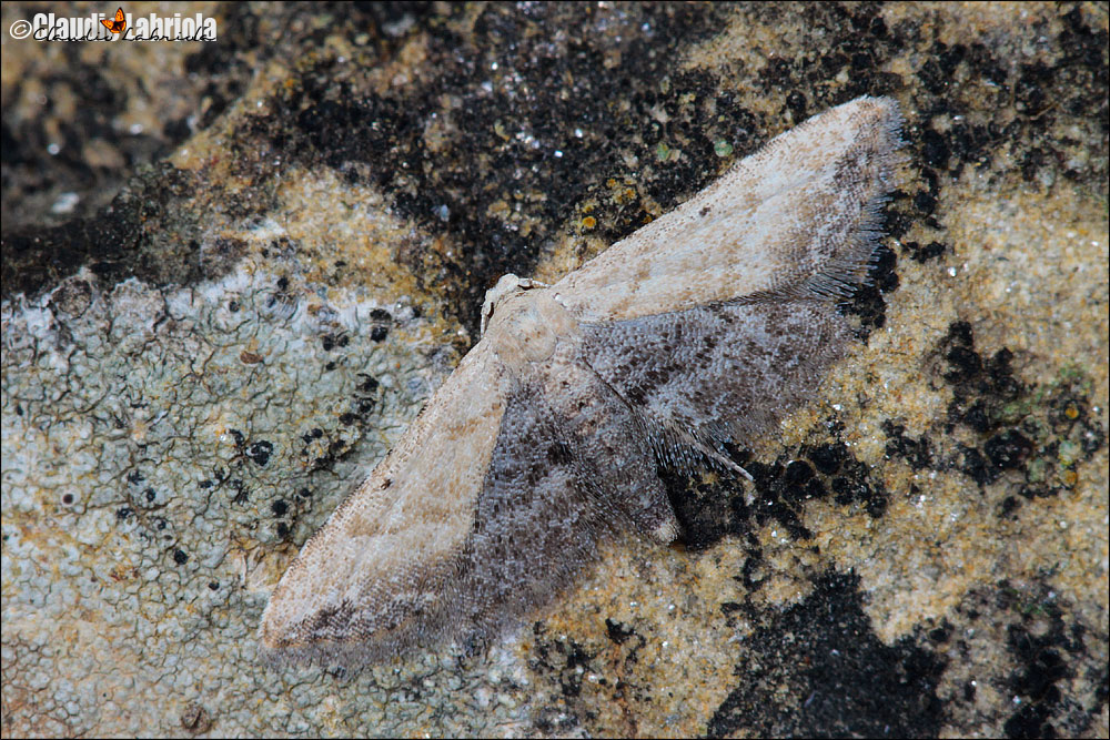 Araeopteron ecphaea Hampson, 1914 - Erebidae Erebinae