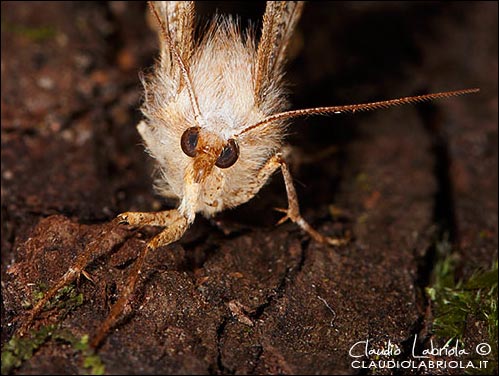 ---ooOoo --- Quiz (C) - Selenia lunularia ---ooOoo ---