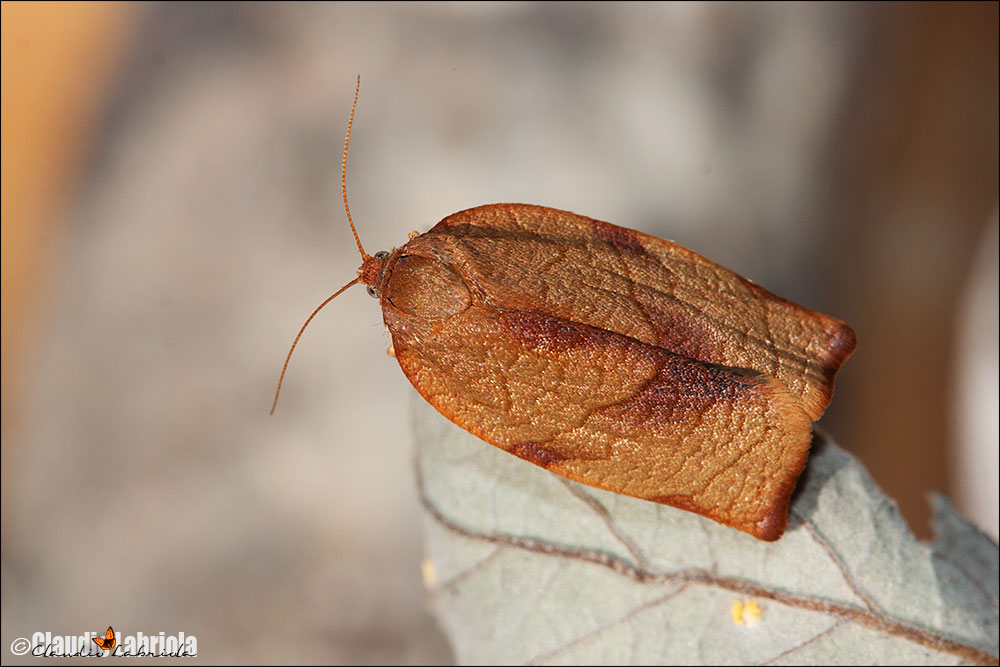 Cacoecimorpha pronubana (femmina)