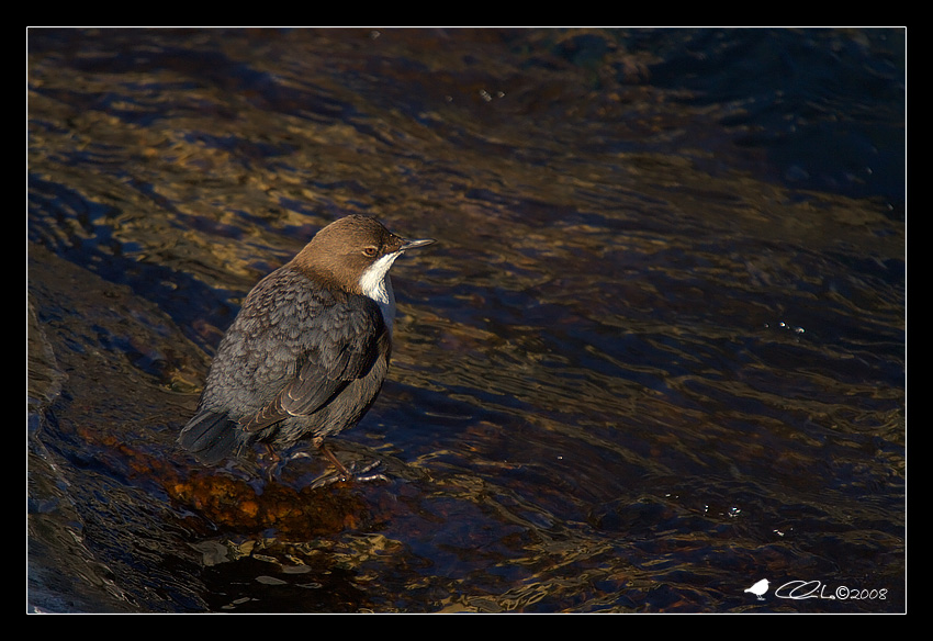 Cinclus cinclus