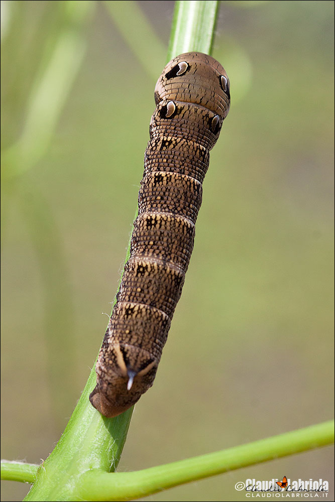 Deilephila elpenor,  larva