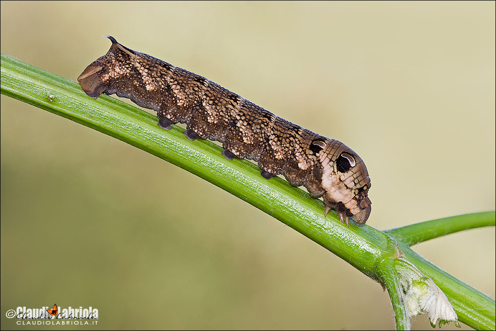 Deilephila elpenor,  larva
