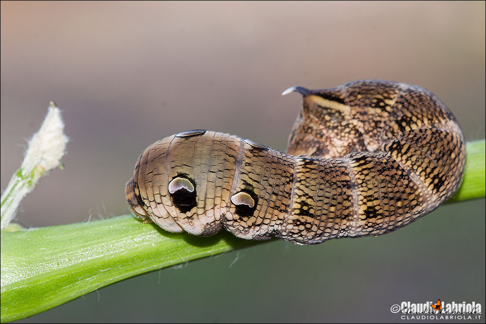 Deilephila elpenor,  larva