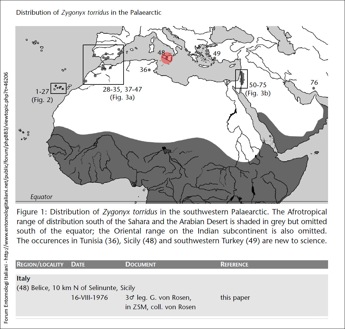 Segnalazione Zygonyx torridus (Kirby, 1889)