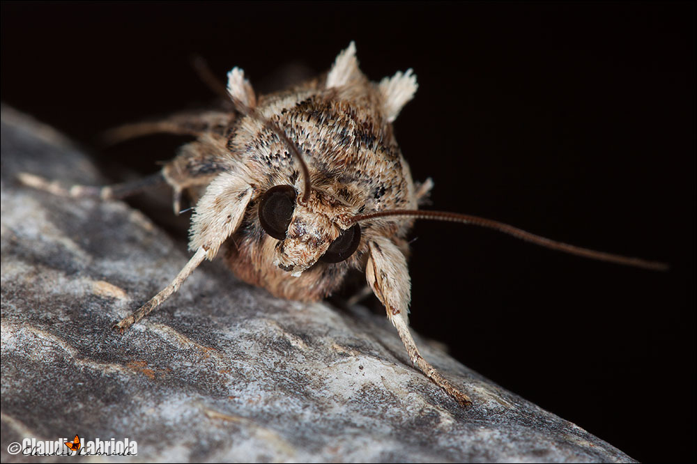 ---ooOoo --- Quiz (E) - Spodoptera littoralis ---ooOoo ---