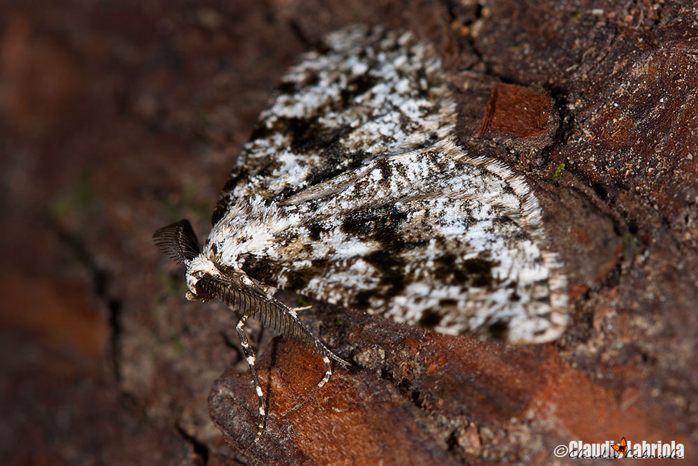 ---ooOoo --- Quiz (G) - Fagivorina arenaria ---ooOoo ---
