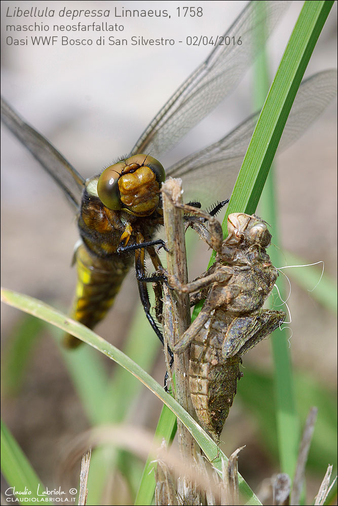 Sfarfallamenti di Libellula depressa