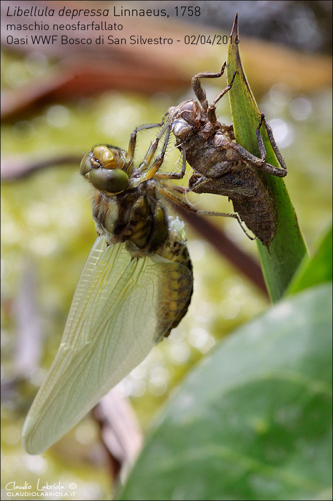 Sfarfallamenti di Libellula depressa