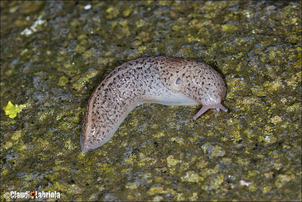 Limax maximus - Vesuvio (NA) (da confermare)