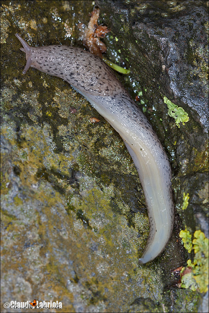 Limax maximus - Vesuvio (NA) (da confermare)