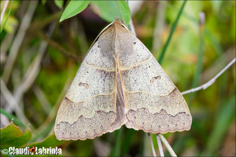 Minucia lunaris - Noctuidae Catocalinae