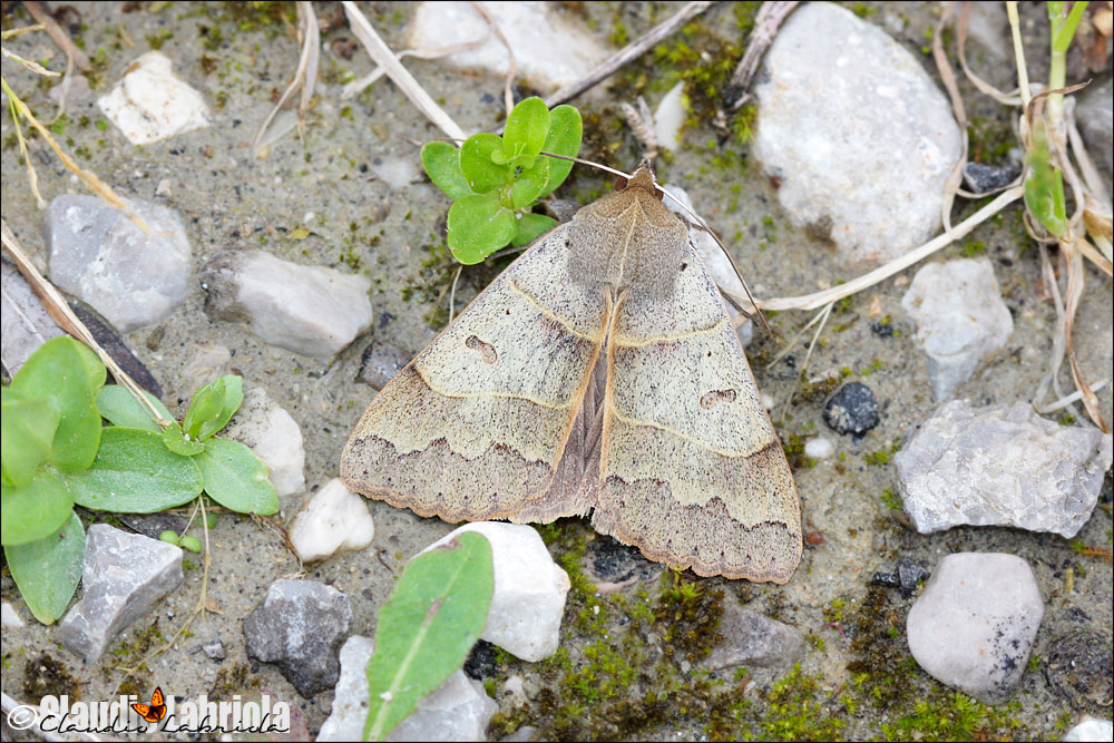 Minucia lunaris - Noctuidae Catocalinae