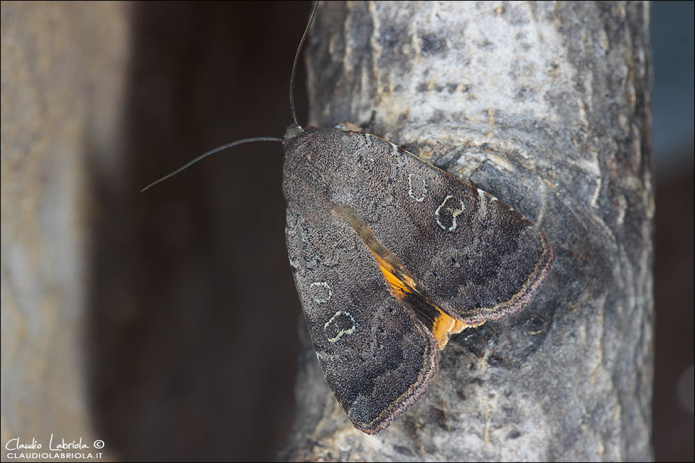 Breve racconto - Noctua comes (ex larva)