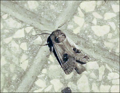 Altra identificazione - Parahypopta caestrum