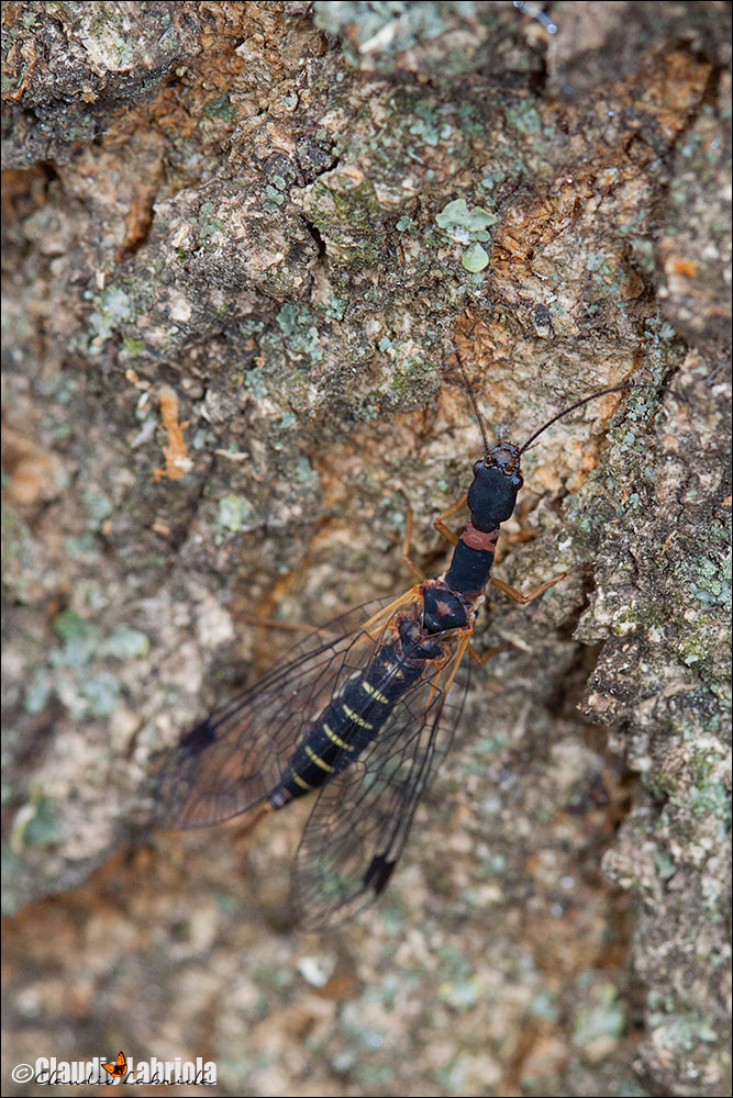 Parainocellia bicolor, femmina in deposizione