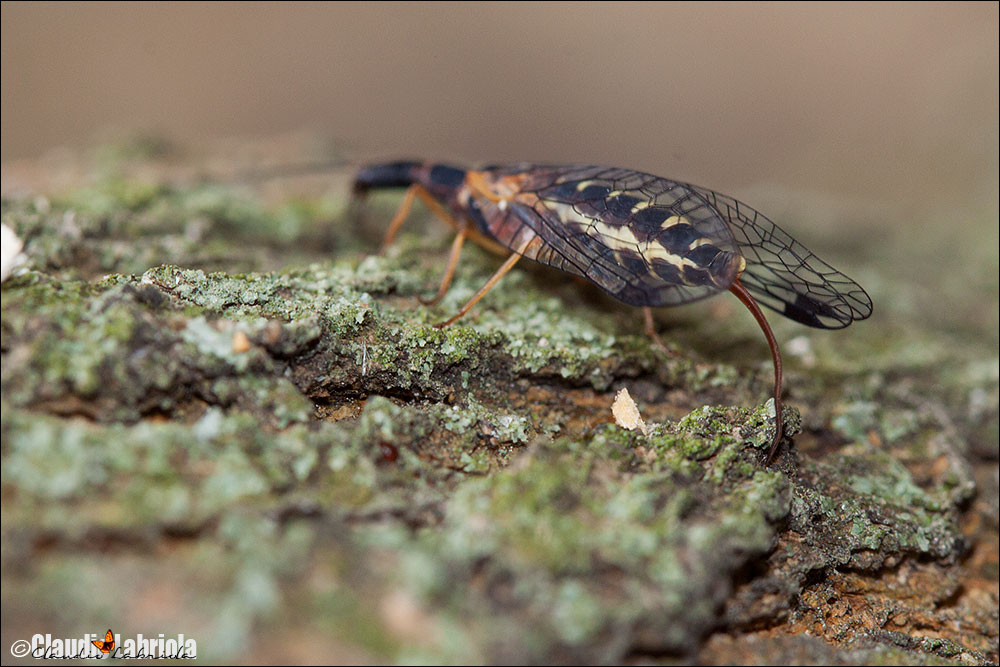 Parainocellia bicolor, femmina in deposizione