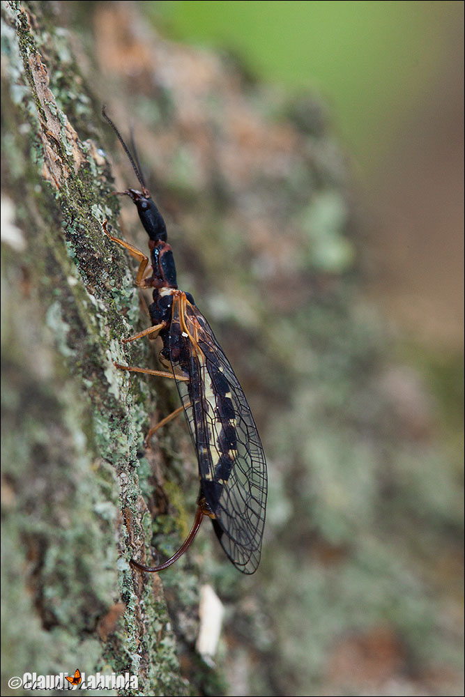 Parainocellia bicolor, femmina in deposizione