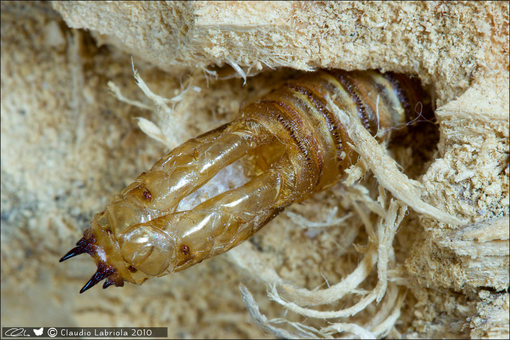 Identificazione crisalide M. Nebrodi orientali estate 2012