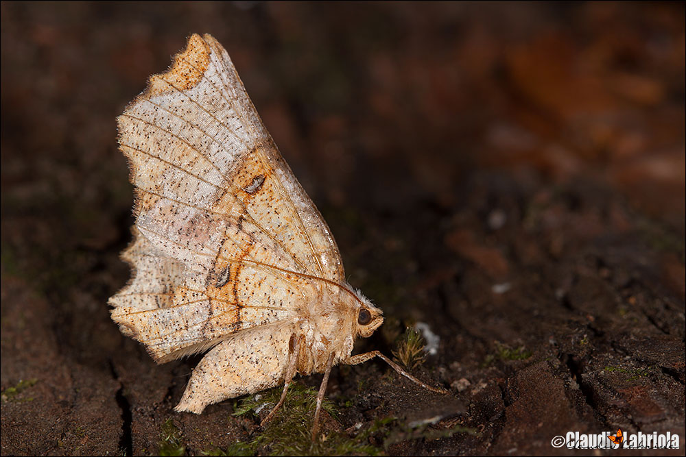 ---ooOoo --- Quiz (C) - Selenia lunularia ---ooOoo ---
