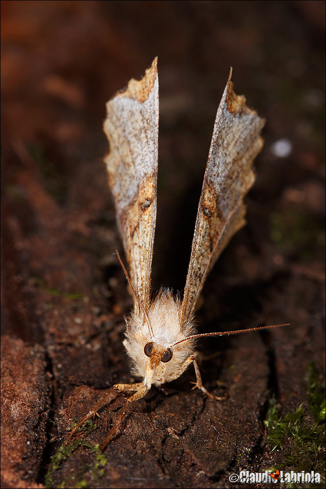 ---ooOoo --- Quiz (C) - Selenia lunularia ---ooOoo ---