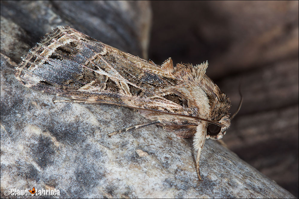 ---ooOoo --- Quiz (E) - Spodoptera littoralis ---ooOoo ---