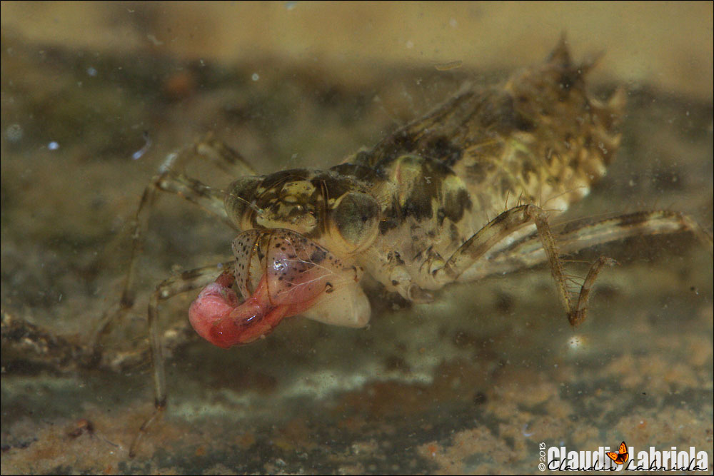 Parliamo di: Scheda Sympetrum striolatum