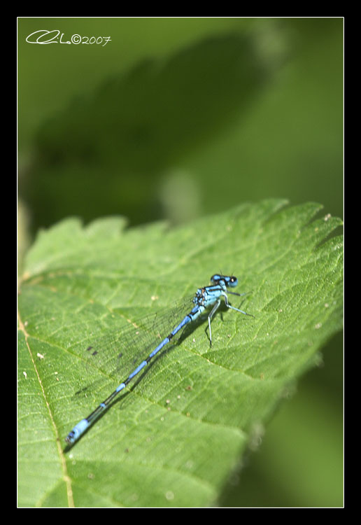 Libellule - Coenagrion puella e Libellula fulva