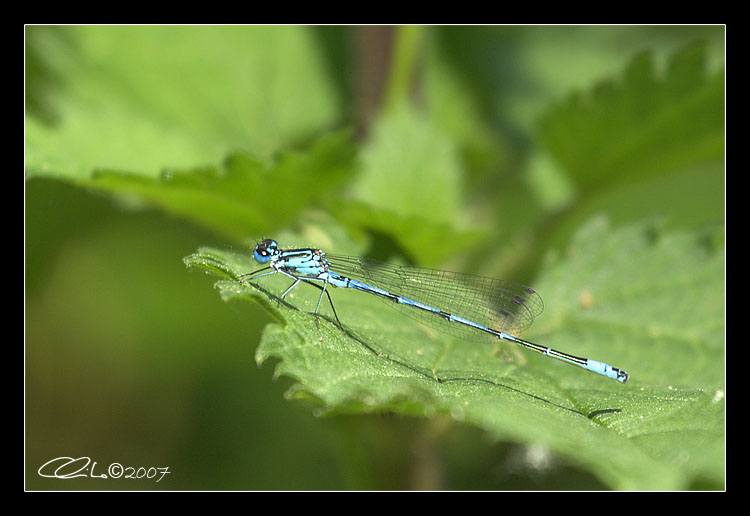 Libellule - Coenagrion puella e Libellula fulva