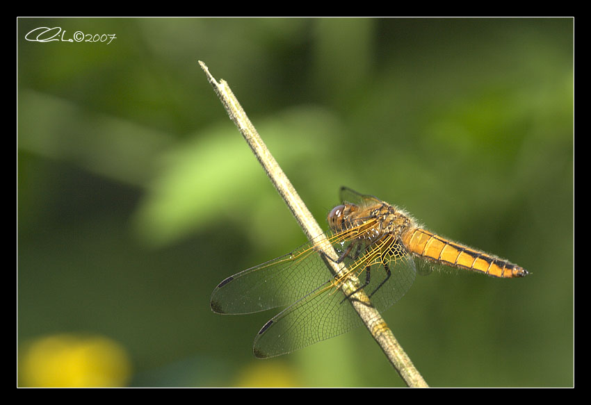 Libellule - Coenagrion puella e Libellula fulva