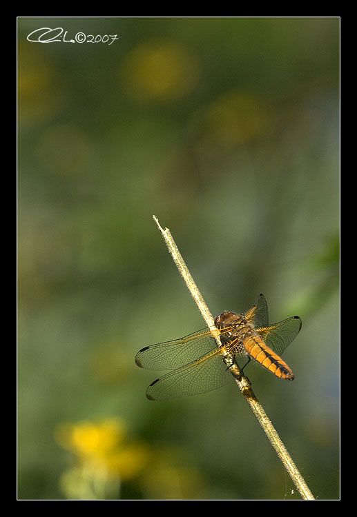 Libellule - Coenagrion puella e Libellula fulva