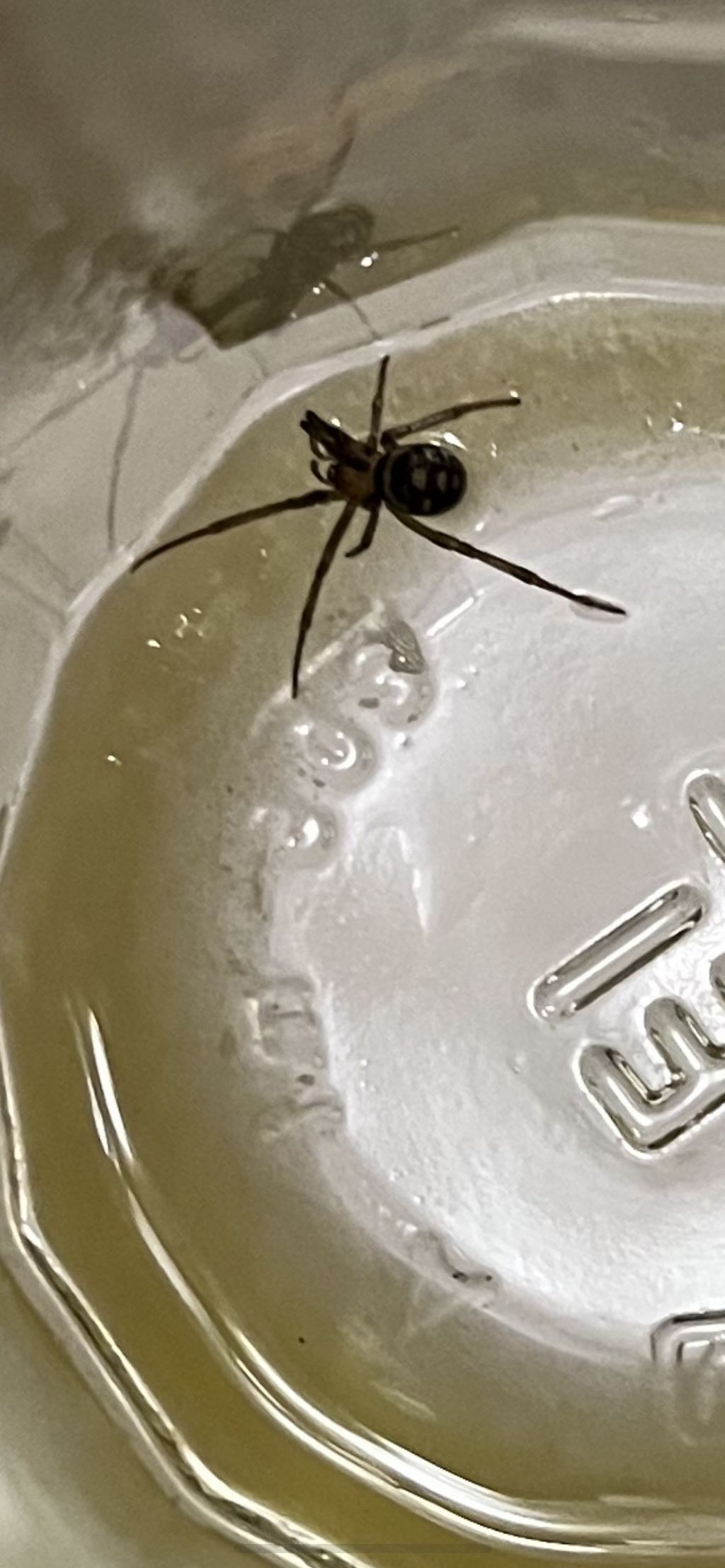 Ritrovato dietro battiscopa Steatoda ?