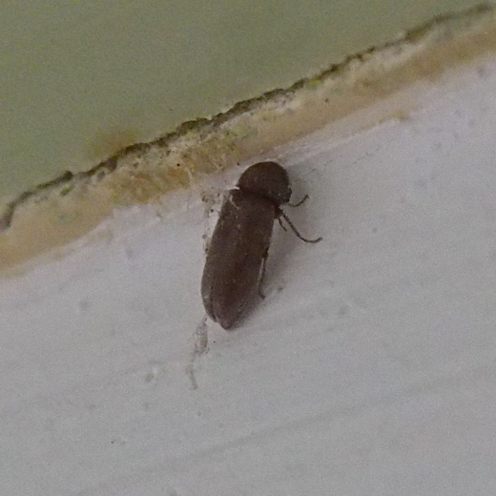 Anobiidae....da id.