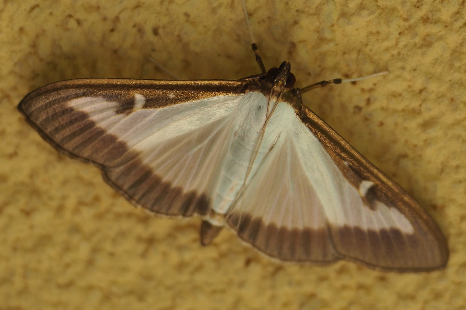 Falena? S: Cydalima perspectalis - Crambidae