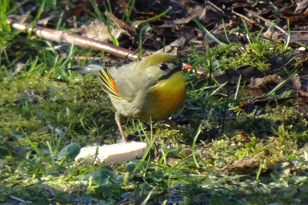 Usignolo del Giappone (Leiothrix lutea)