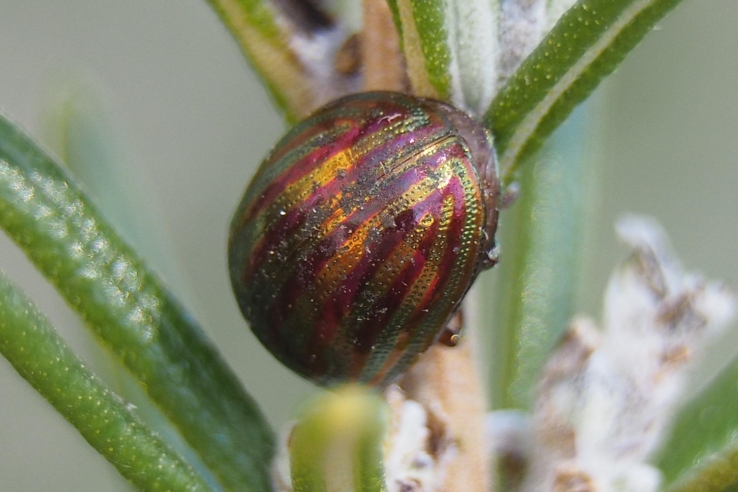 Chrysomelida: Chrysolina americana