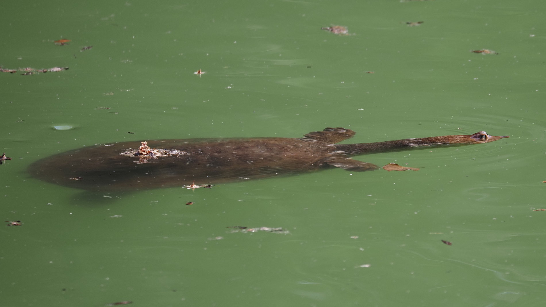 Tartaruga da identificare: tartaruga dal guscio molle della Florida