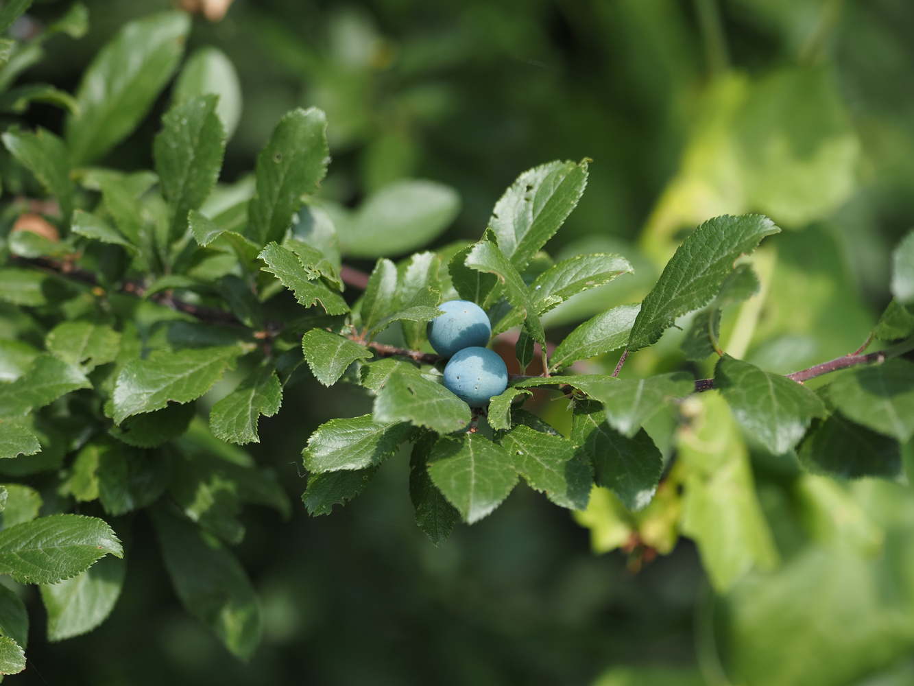 Non riesco a capire cosa sia: Prunus spinosa (Rosaceae)