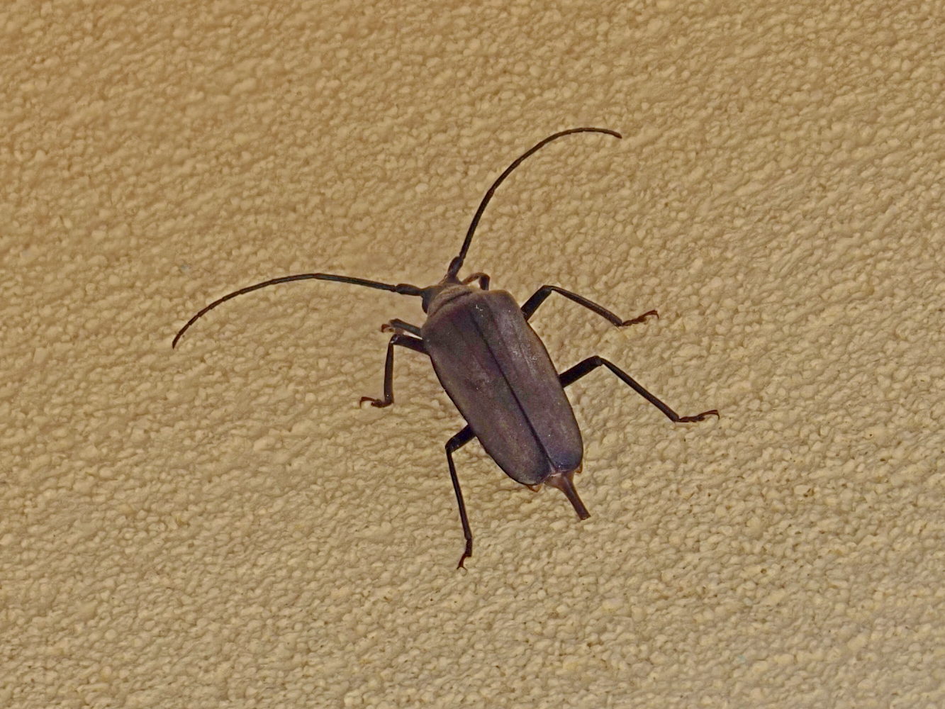 Cerambice della quercia?  No, Aegosoma scabricorne, femmina