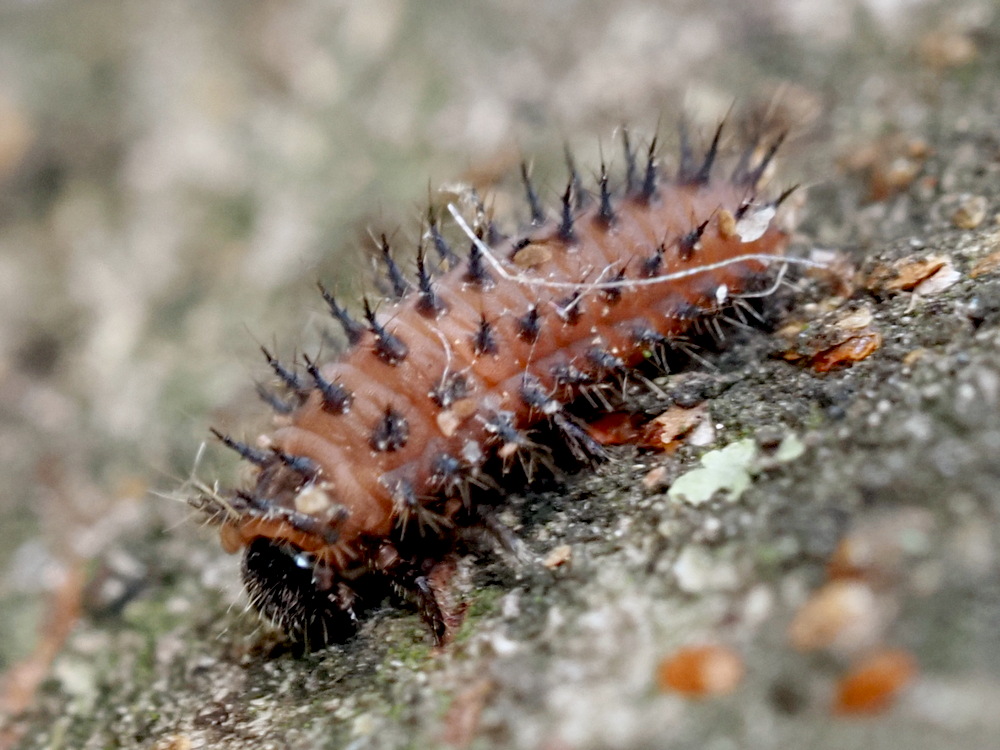 Piccolo bruco di... Nymphalidae sp.