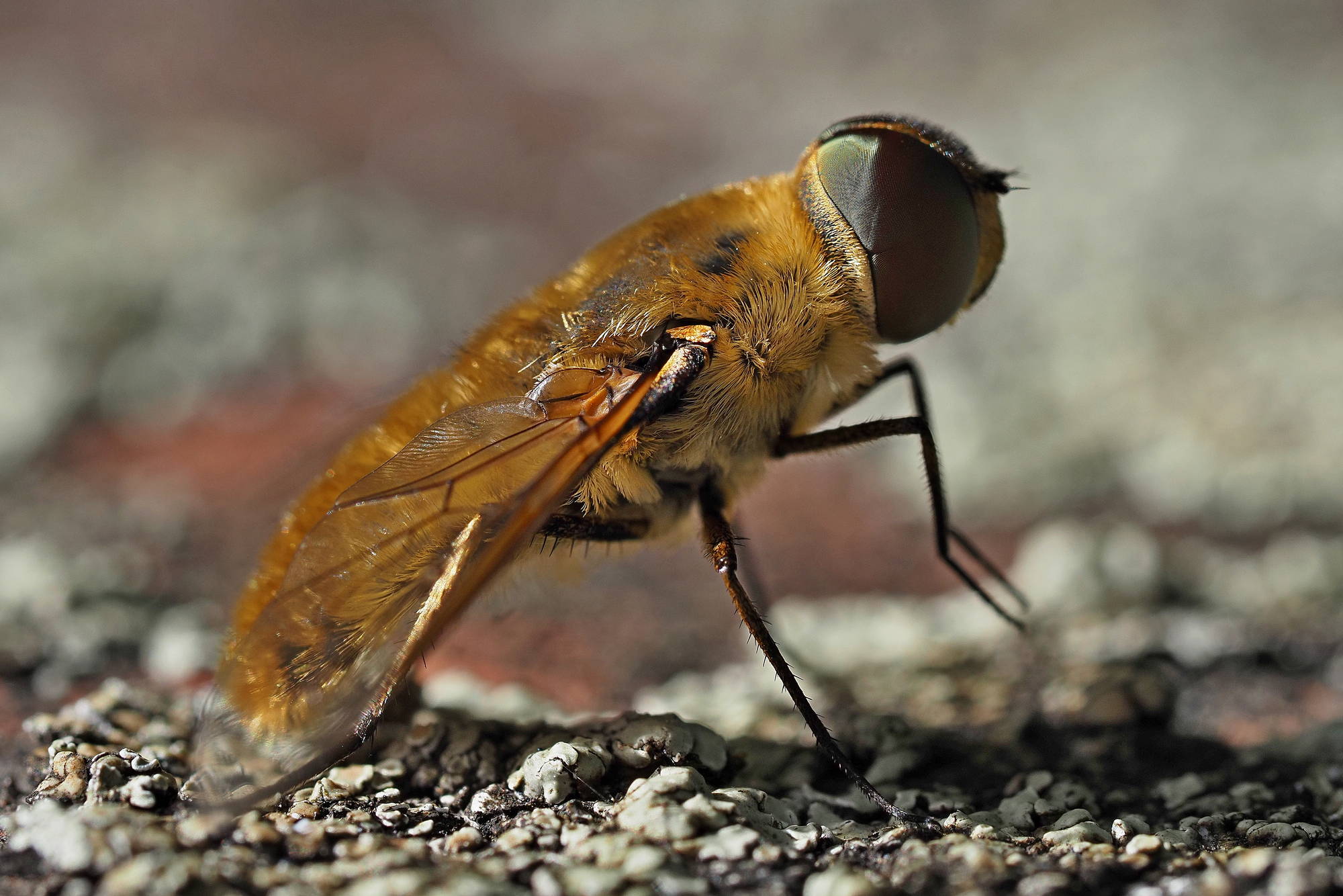 Tafano? No, Bombyliidae: Villa sp.