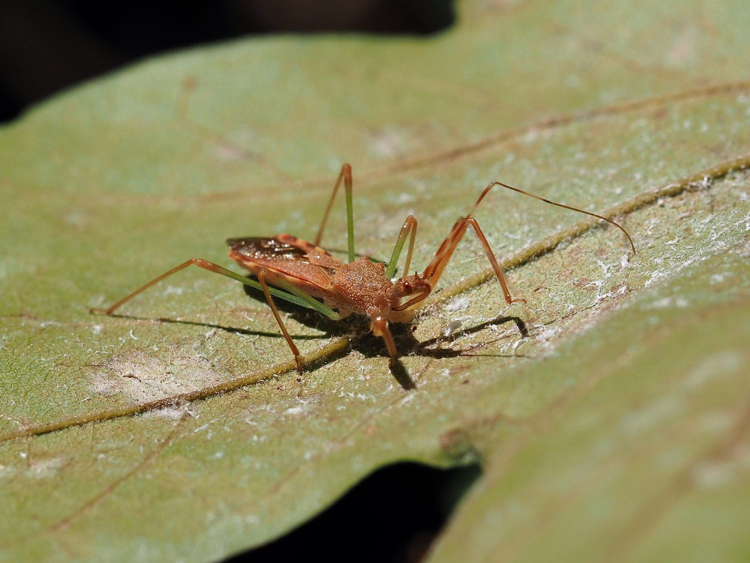 Nagusta goedelii (Reduviidae)