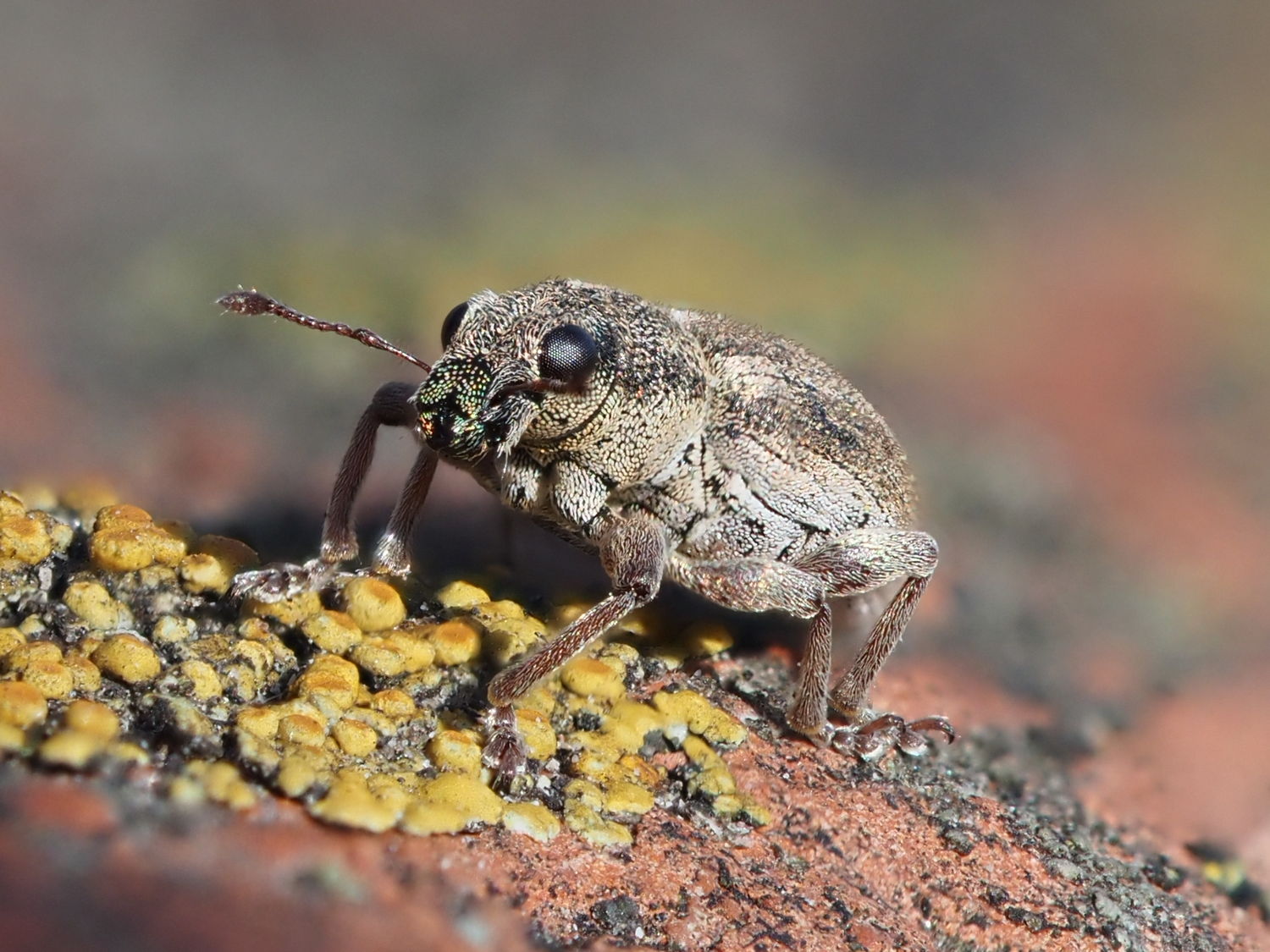 Curculionidae: Naupactus?