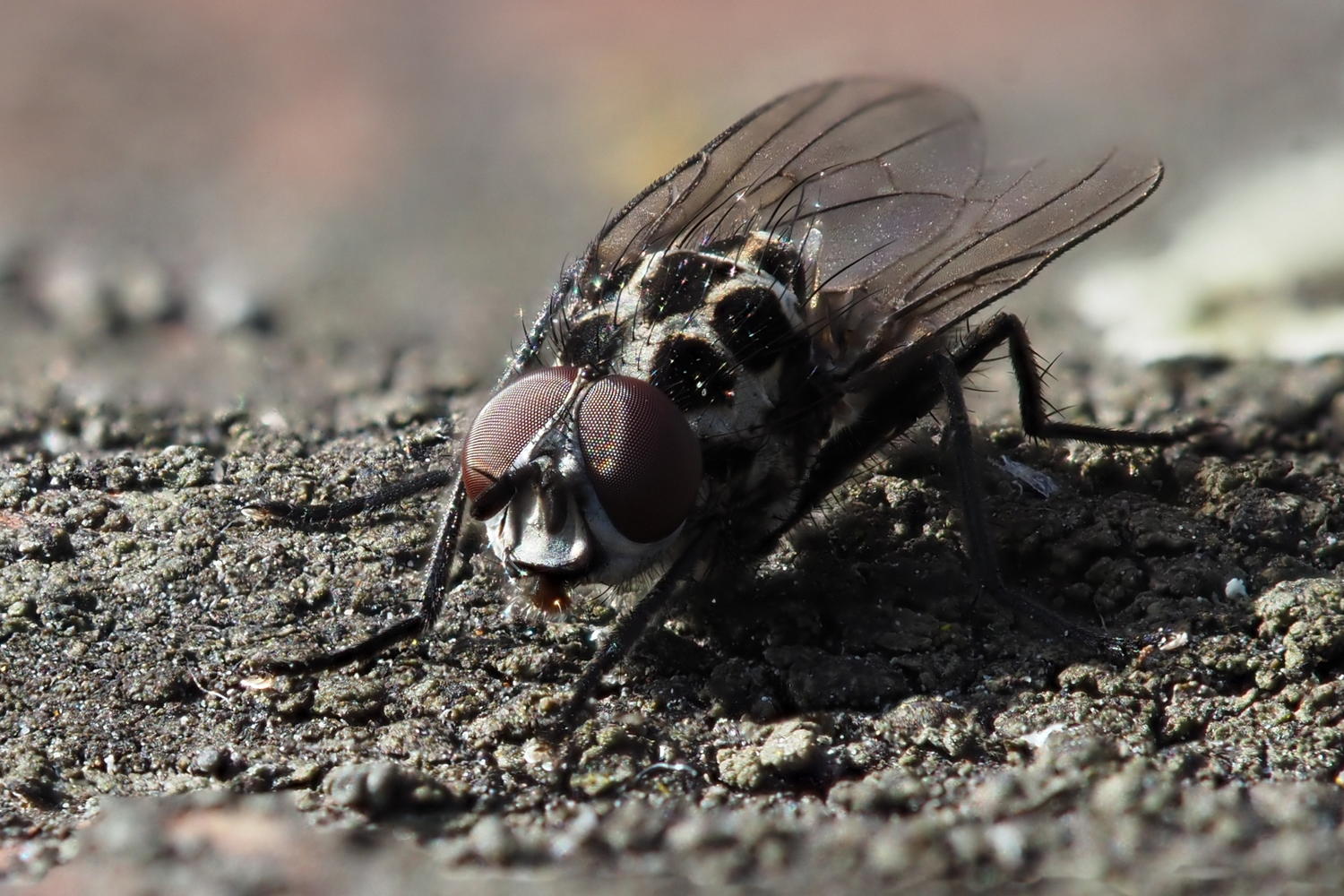 Anthomyia?