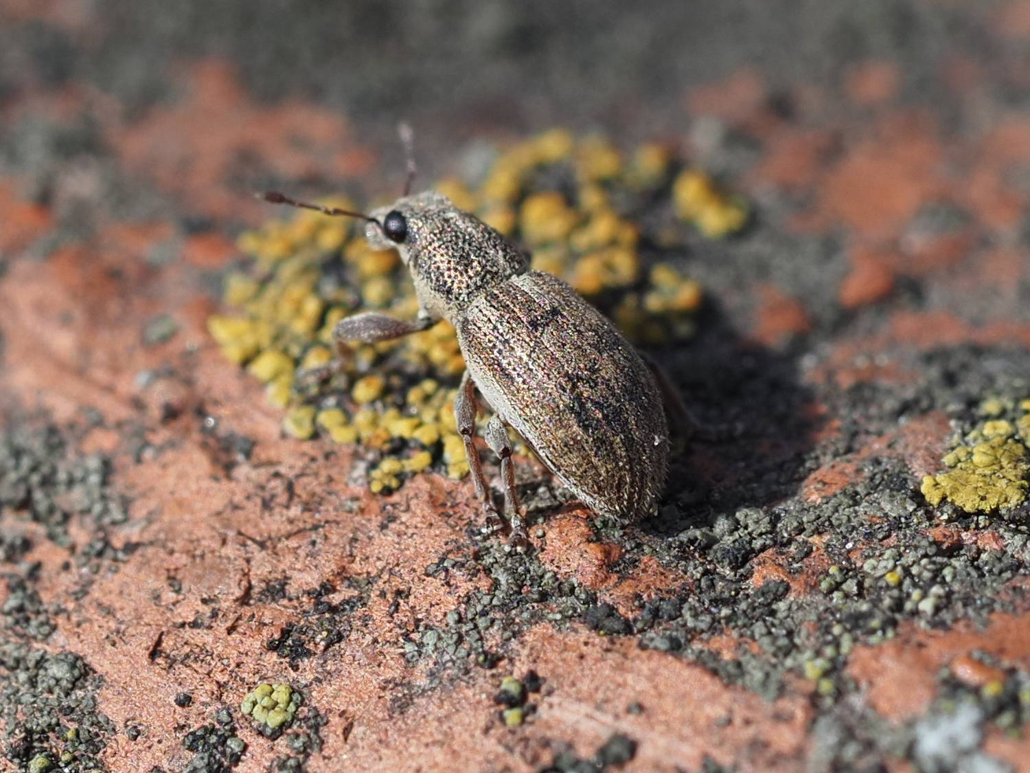 Curculionidae: Naupactus?