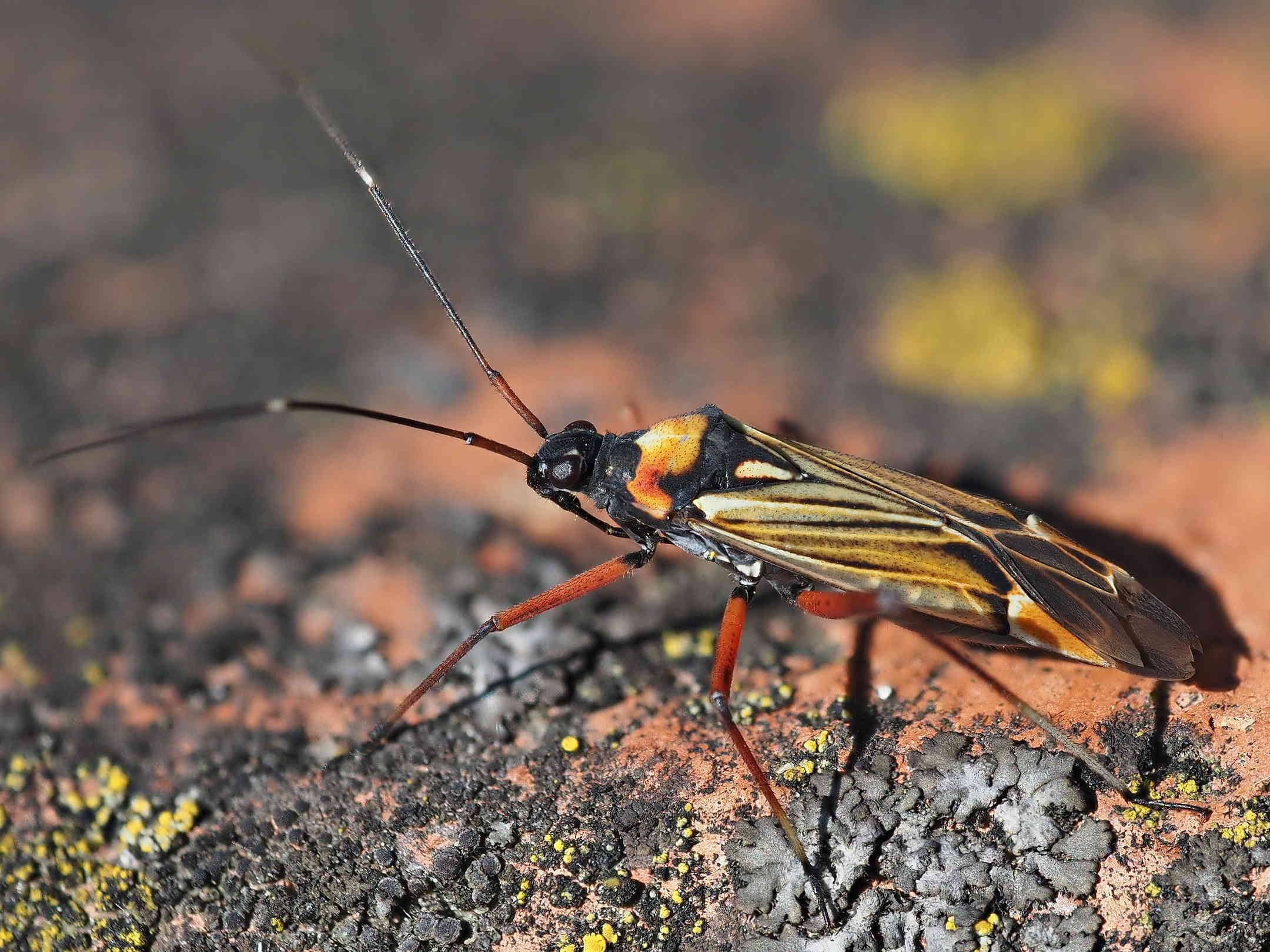 Miris striatus di Parma