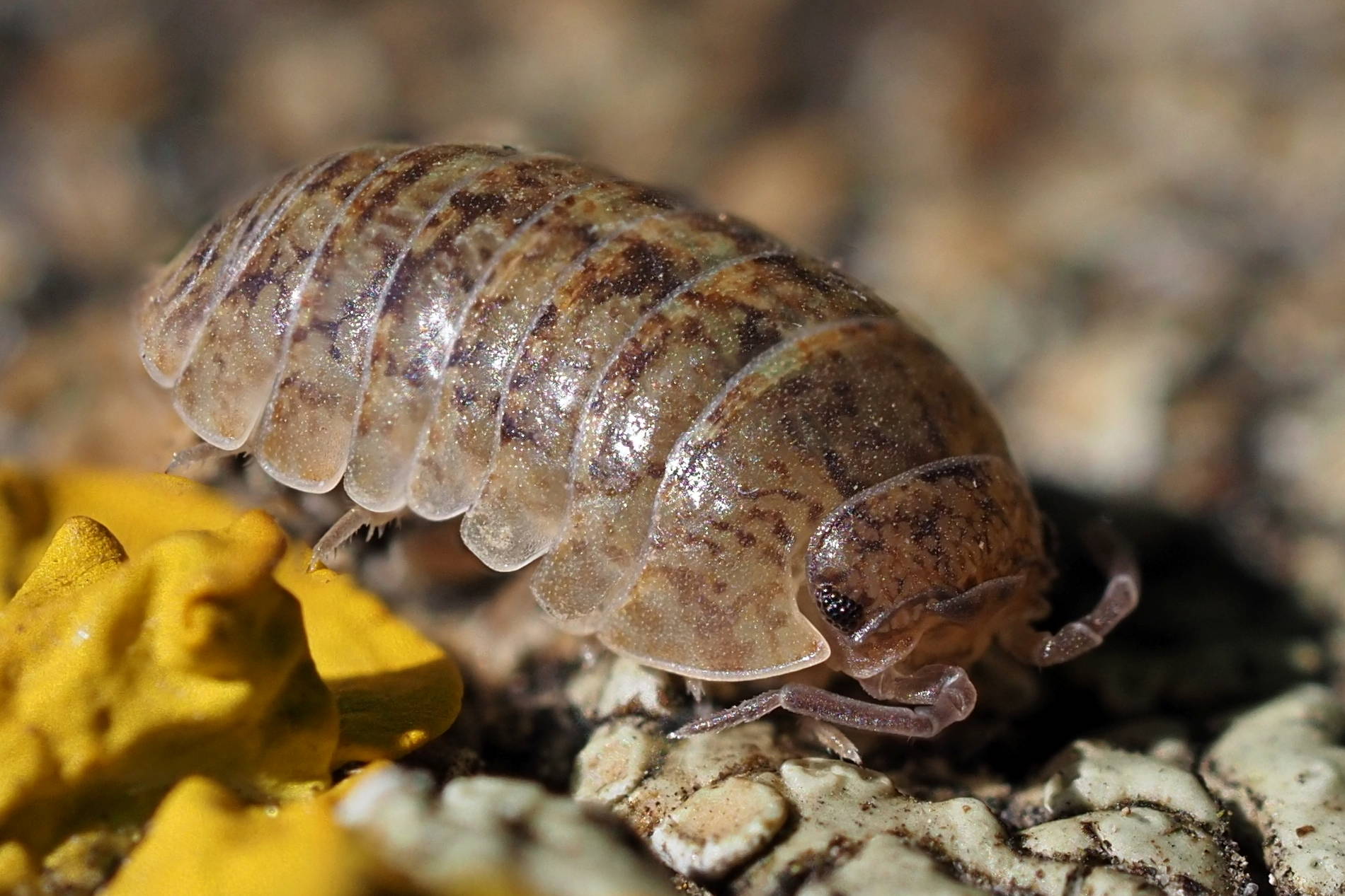 Armadillidium vulgare ?