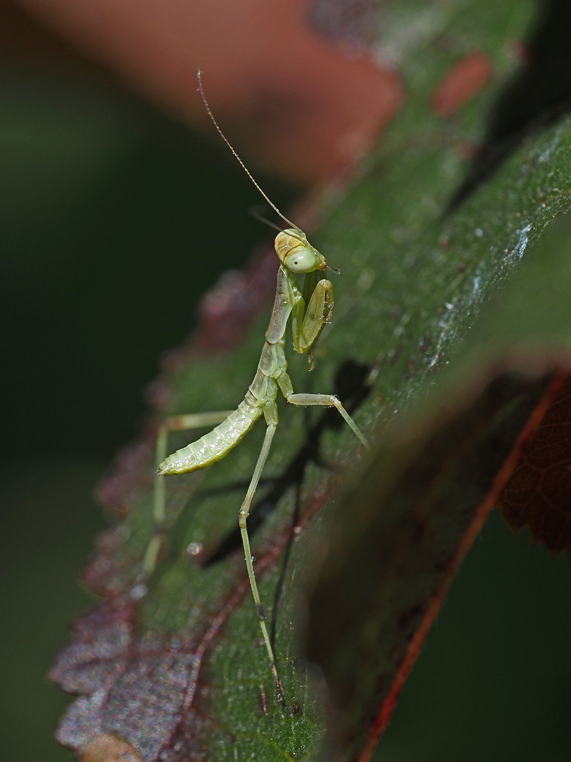 Mantide da identificare