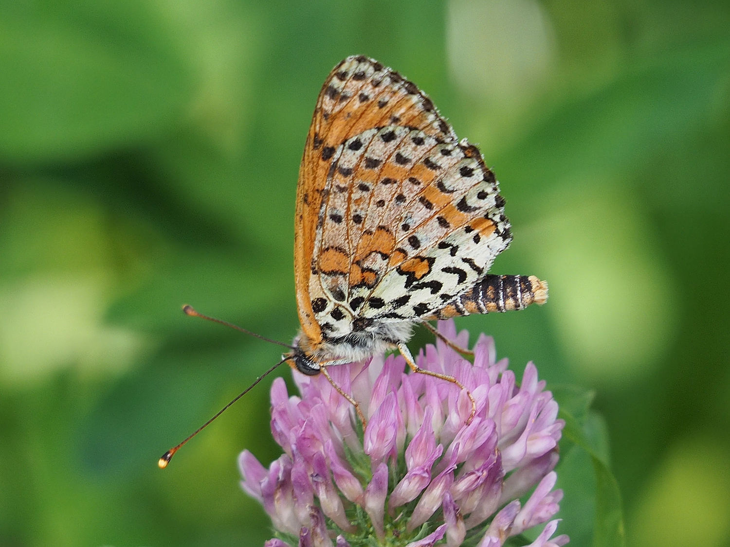 Da identificare - Melitaea didyma