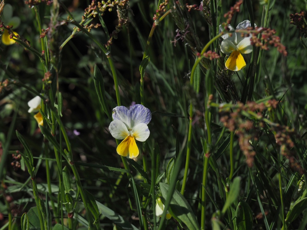 Viola tricolor