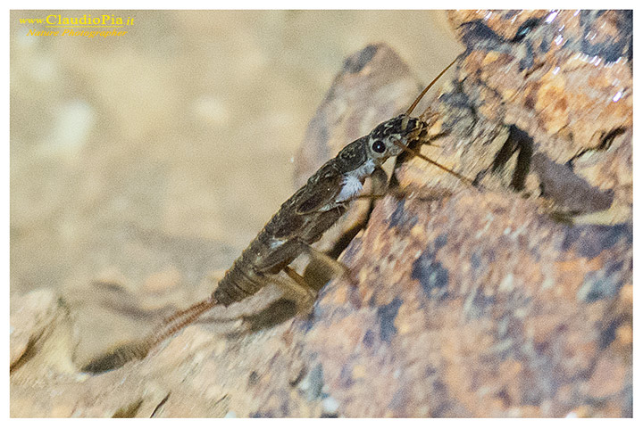 Larva di Plecottero Dinocras in grotta